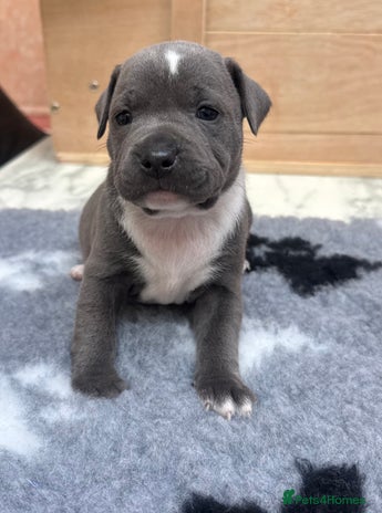 Staffordshire Bull Terrier dogs LAST GIRL Stunning 💕available Staff pups KC 💕 😍 - Advert 2