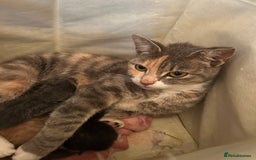 Domestic Shorthair cats for sale: Kittens for sale  - Image 1