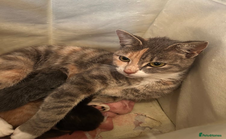 Domestic Shorthair cats - Advert 10