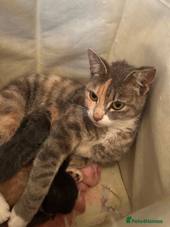Domestic Shorthair cats - Advert 3