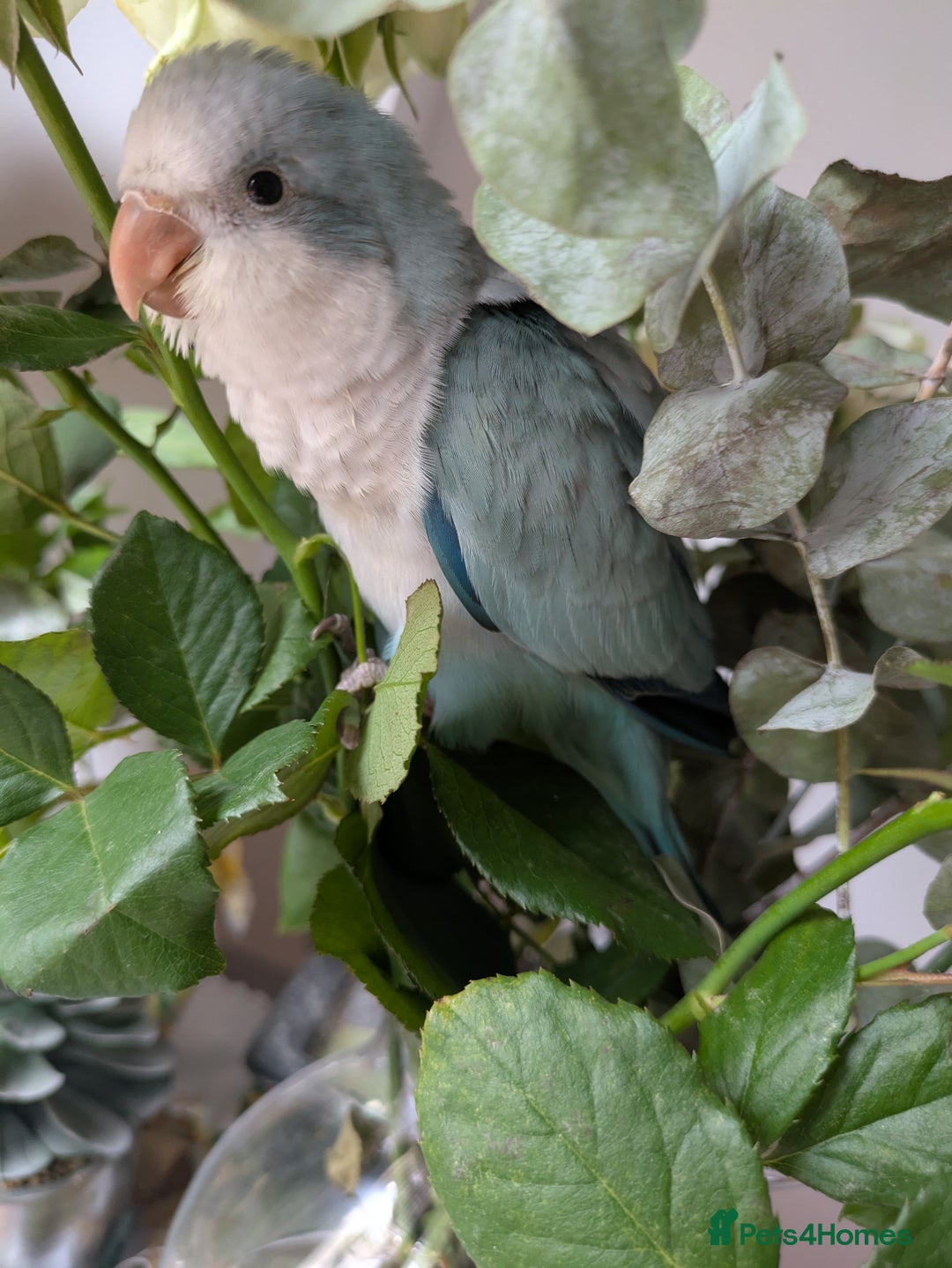 Parakeets birds for sale: Tamed hand reared baby Quaker parrots DNA tested  - Image 6