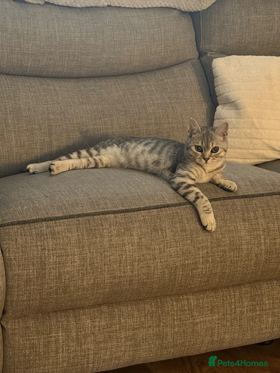 British Shorthair cats for sale: 10 month old male - Advert 2
