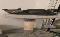 British Shorthair cats for sale: Beautiful Blue British Shorthair - Image 3