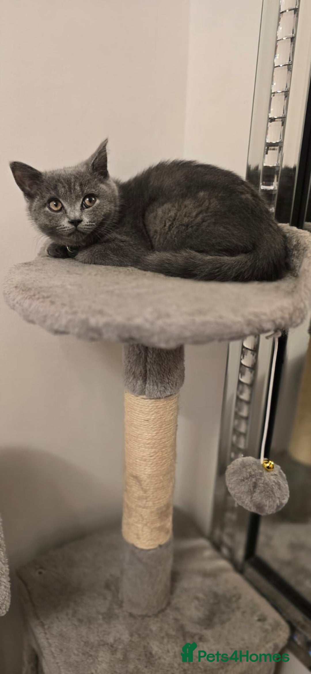British Shorthair cats for sale: Beautiful Blue British Shorthair - Image 3