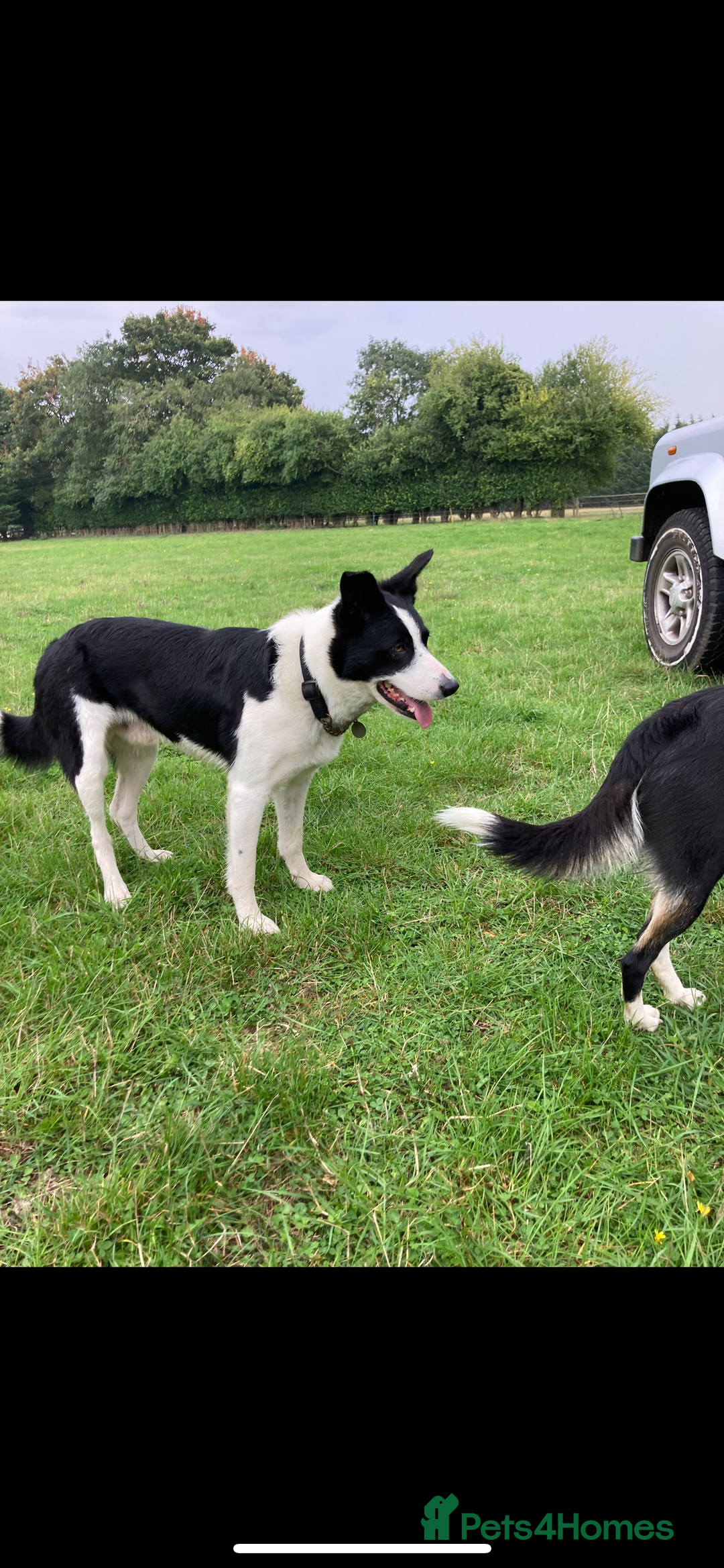 Border Collie dogs for sale: Border Collie puppies from working parents - Advert 6
