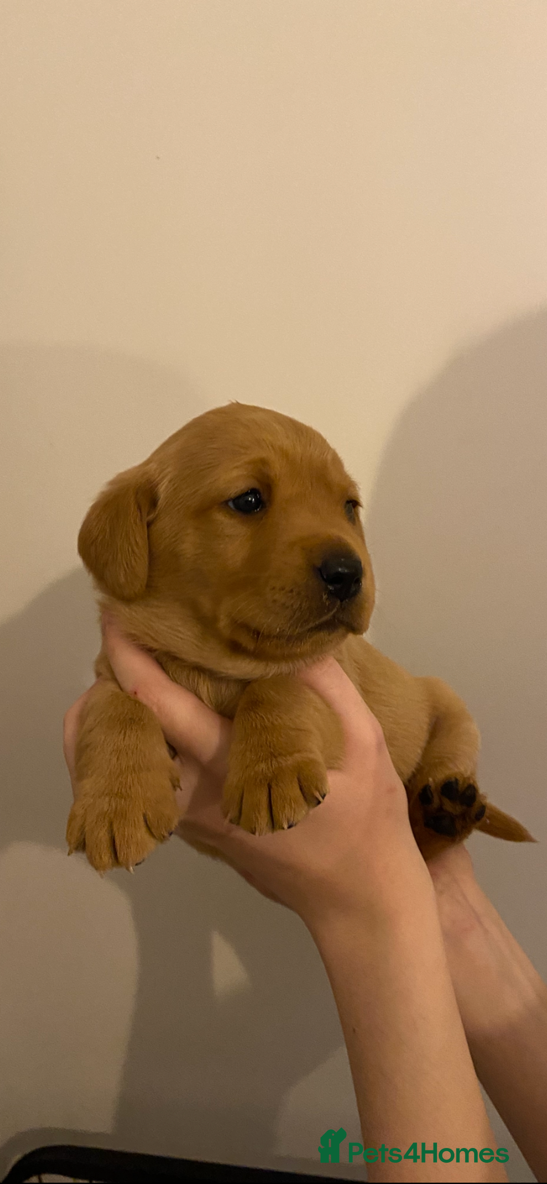 Labrador Retriever dogs for sale: Beautiful Fox Red Labrador KC Reg Puppies  - Advert 11