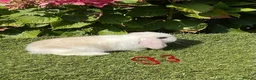 Mini Lop rabbits for sale: Pure bred mini lops . - Advert 17