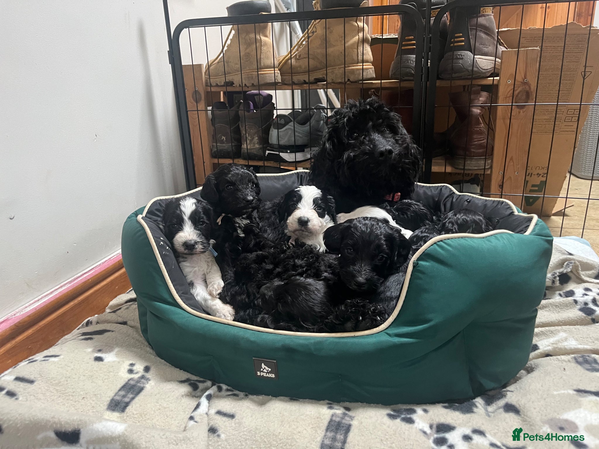 Mixed Breed dogs Sprockapoo puppies 🐶 🏠  - Advert 3