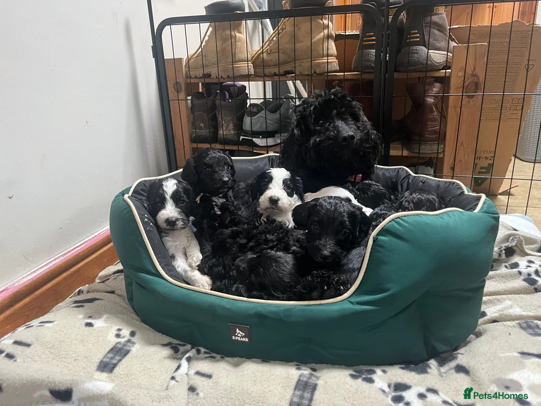Mixed Breed dogs for sale: Sprockapoo puppies 🐶 🏠  - Advert 1