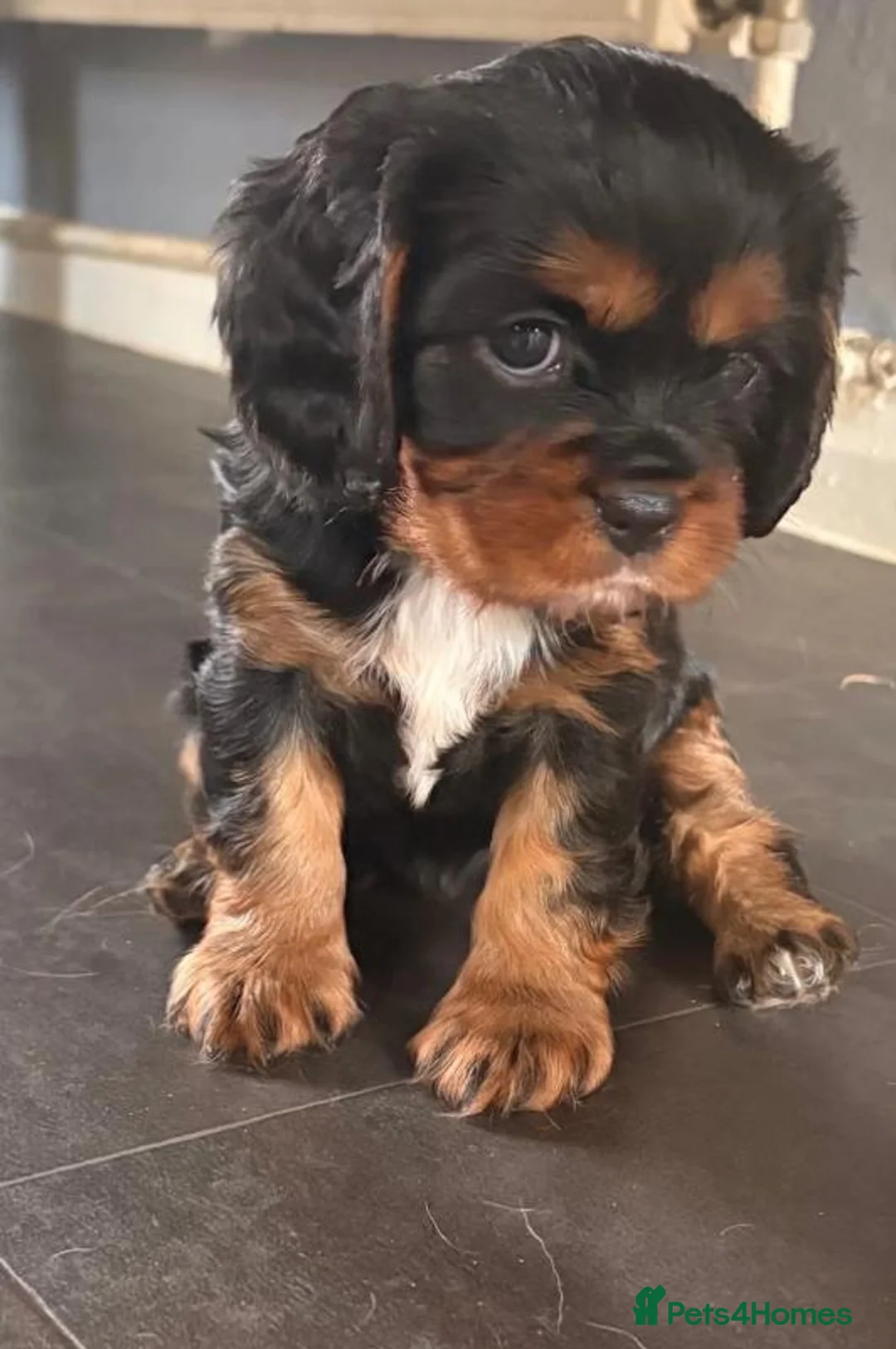 Cavalier King Charles Spaniel dogs for sale: Beautiful Cavalier King Charles Spaniel Puppies! - Advert 1