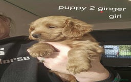 Mixed Breed dogs for sale: Shitzu cocapoo puppies - Image 8