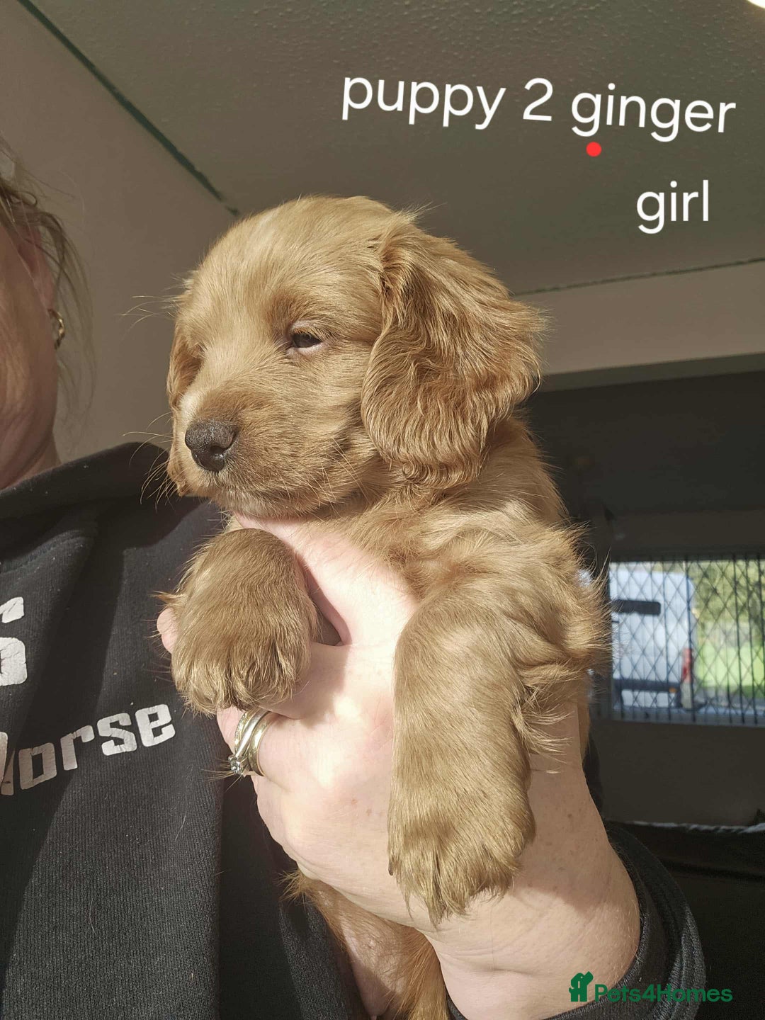 Mixed Breed dogs for sale: Shitzu cocapoo puppies - Image 8