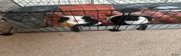 Guinea Pig rodents for sale: 🐹 Playful Guinea Pig Pair with Accessories  - Advert 11