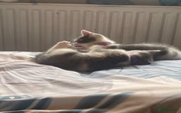 British Shorthair cats for sale: 5 kittens mixed litter 9 weeks old, ready now!  - Image 28
