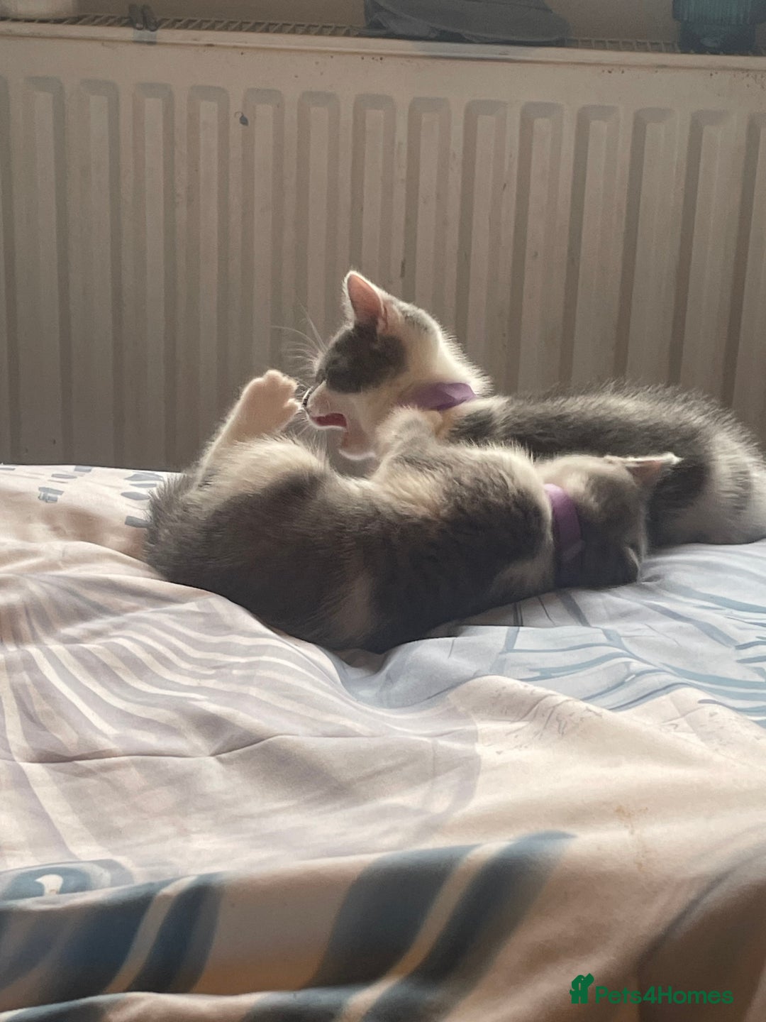 British Shorthair cats for sale: 5 kittens mixed litter 9 weeks old, ready now!  - Image 28