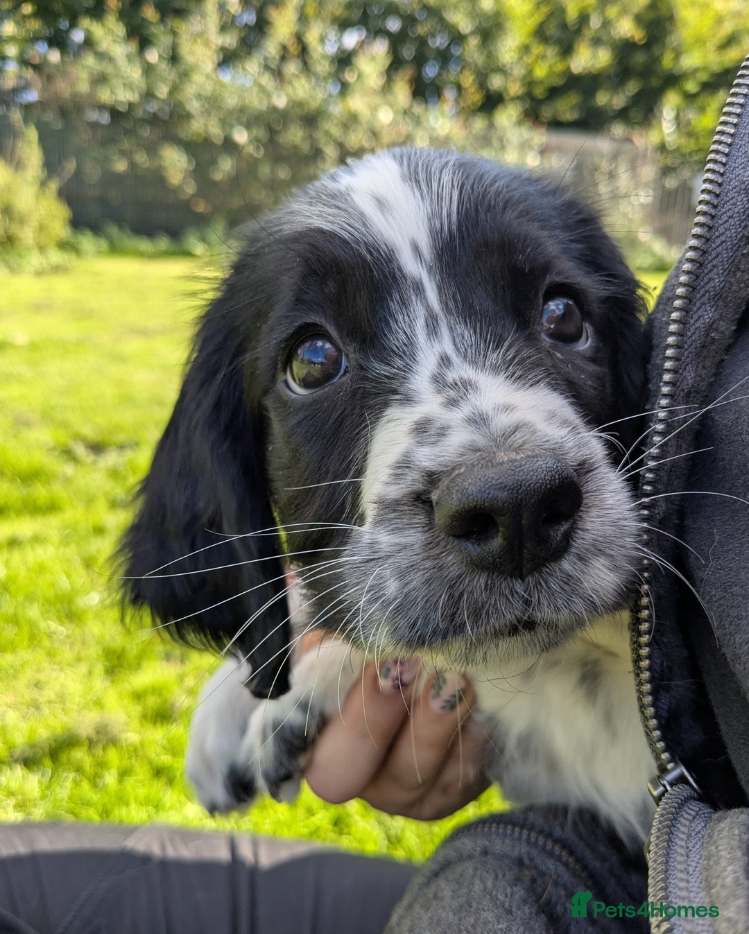English Springer Spaniel dogs for sale: Speckled boy,playful & kind natured,HEALTH TESTED - Image 9