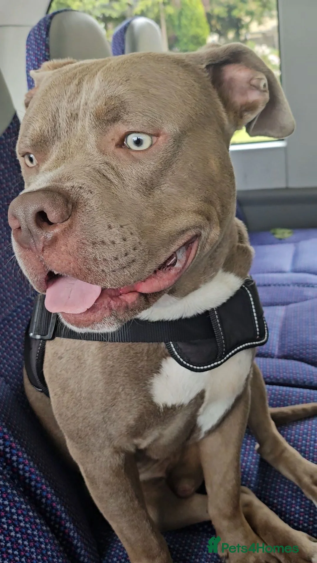 English Bulldog dogs for stud: Beautiful English bulldog long leg boy in Bristol - Advert 2