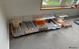 Guinea Pig rodents for sale: Two male guinea pigs and their Guinea Loft cage - Image 8