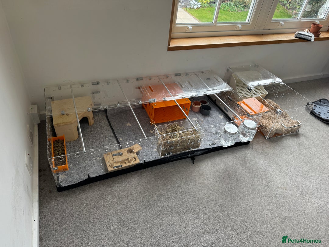 Guinea Pig rodents for sale: Two male guinea pigs and their Guinea Loft cage - Image 8