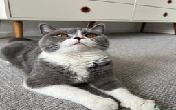 British Shorthair cats for sale: BSH grey/white fluffy female kitten  - Image 12