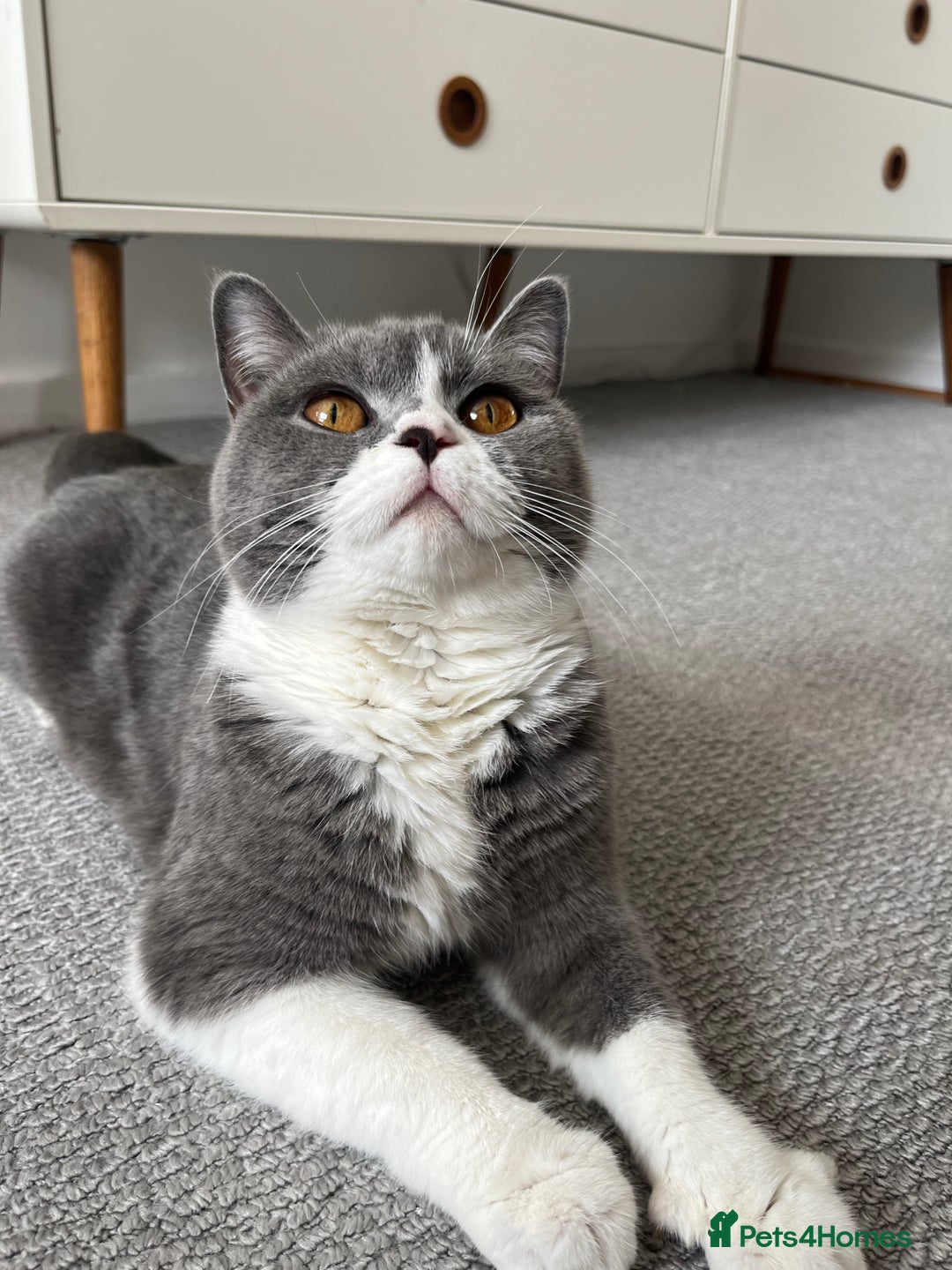 British Shorthair cats for sale: BSH grey/white fluffy female kitten  - Image 12