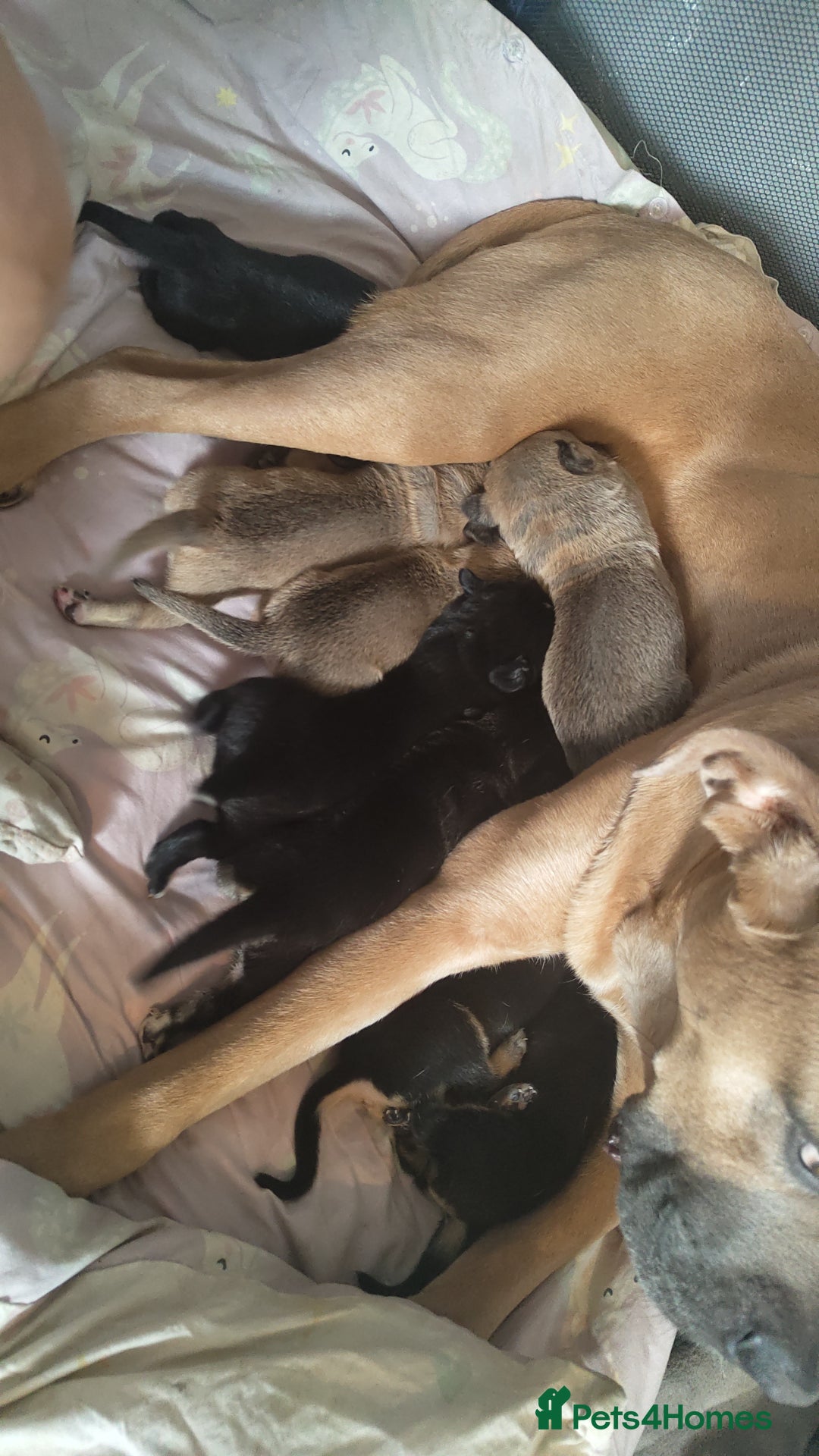Mixed Breed dogs for sale: Puppies  - Image 1