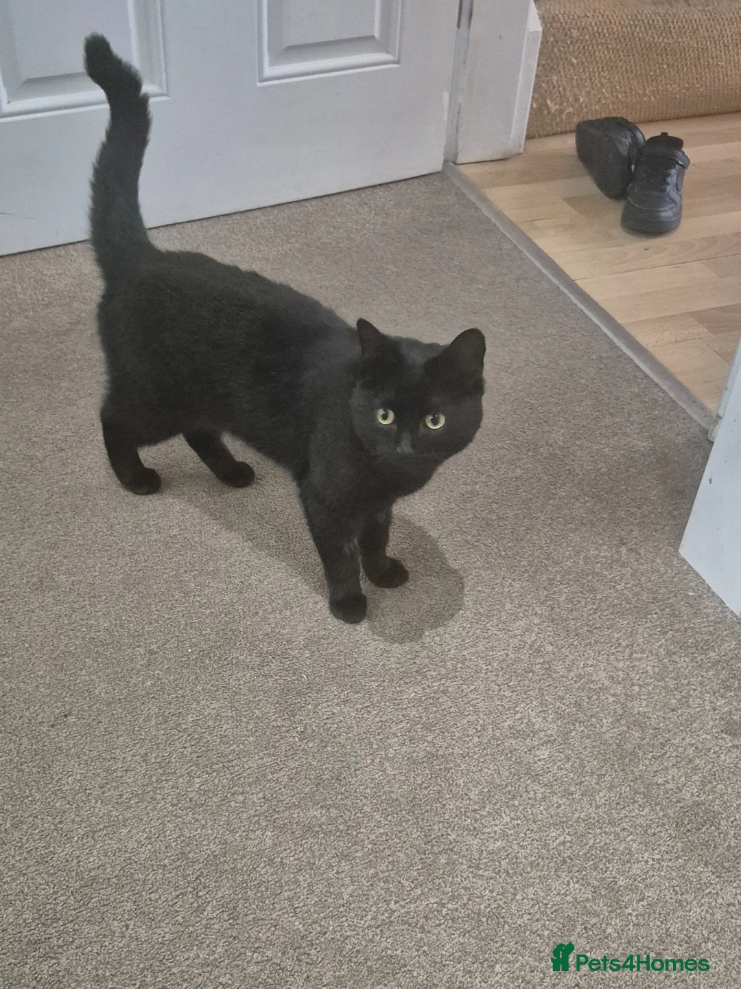 Domestic Shorthair cats for sale: 10 month old Black short haired male  in Melton Mowbray - Advert 2