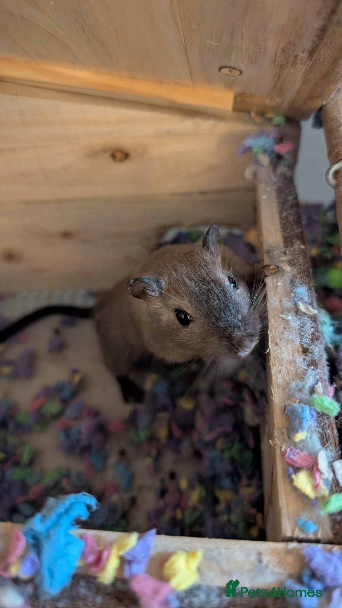 Gerbil rodents 2 Male Gerbils - Advert 1