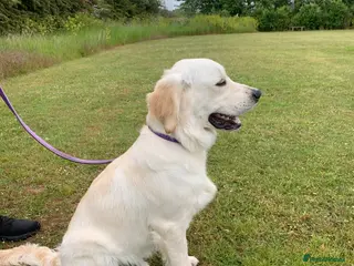 Golden Retriever dogs Ozzy - Advert 5