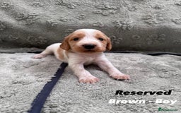 Cocker Spaniel dogs for sale: Beautiful Working Cocker Spaniels WF9 1ET  - Advert 12