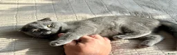 Scottish Fold cats for sale: Beautiful Scottish fold - Advert 4