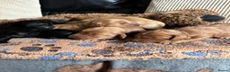 Cockapoo dogs for sale: Beautiful cockapoo puppies - Advert 5