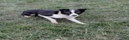Border Collie dogs for sale: Border collie  - Advert 6