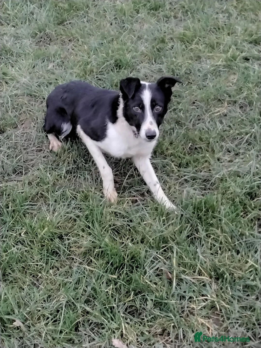 Border Collie dogs for sale: Border collie  - Advert 6