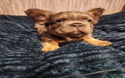 French Bulldog dogs for sale: Fluffy French bulldog puppies- strong bloodline. - Advert 9