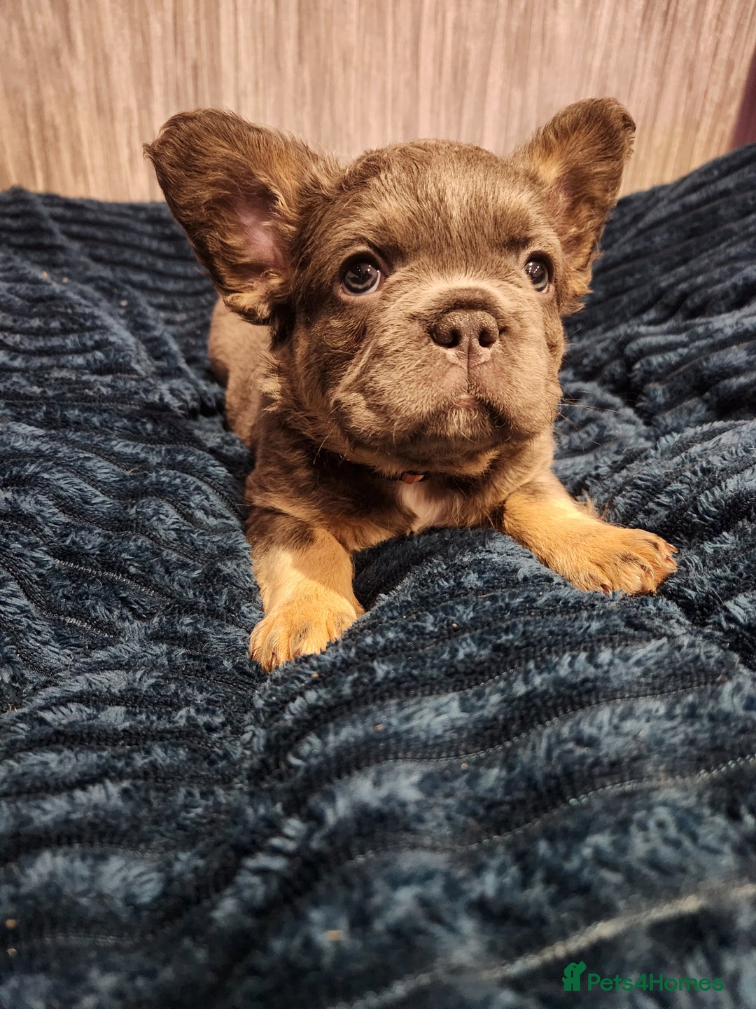 French Bulldog dogs for sale: Fluffy French bulldog puppies- strong bloodline. - Advert 9