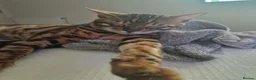 Bengal cats for sale: Bengal boy for sale in West Drayton - Advert 5