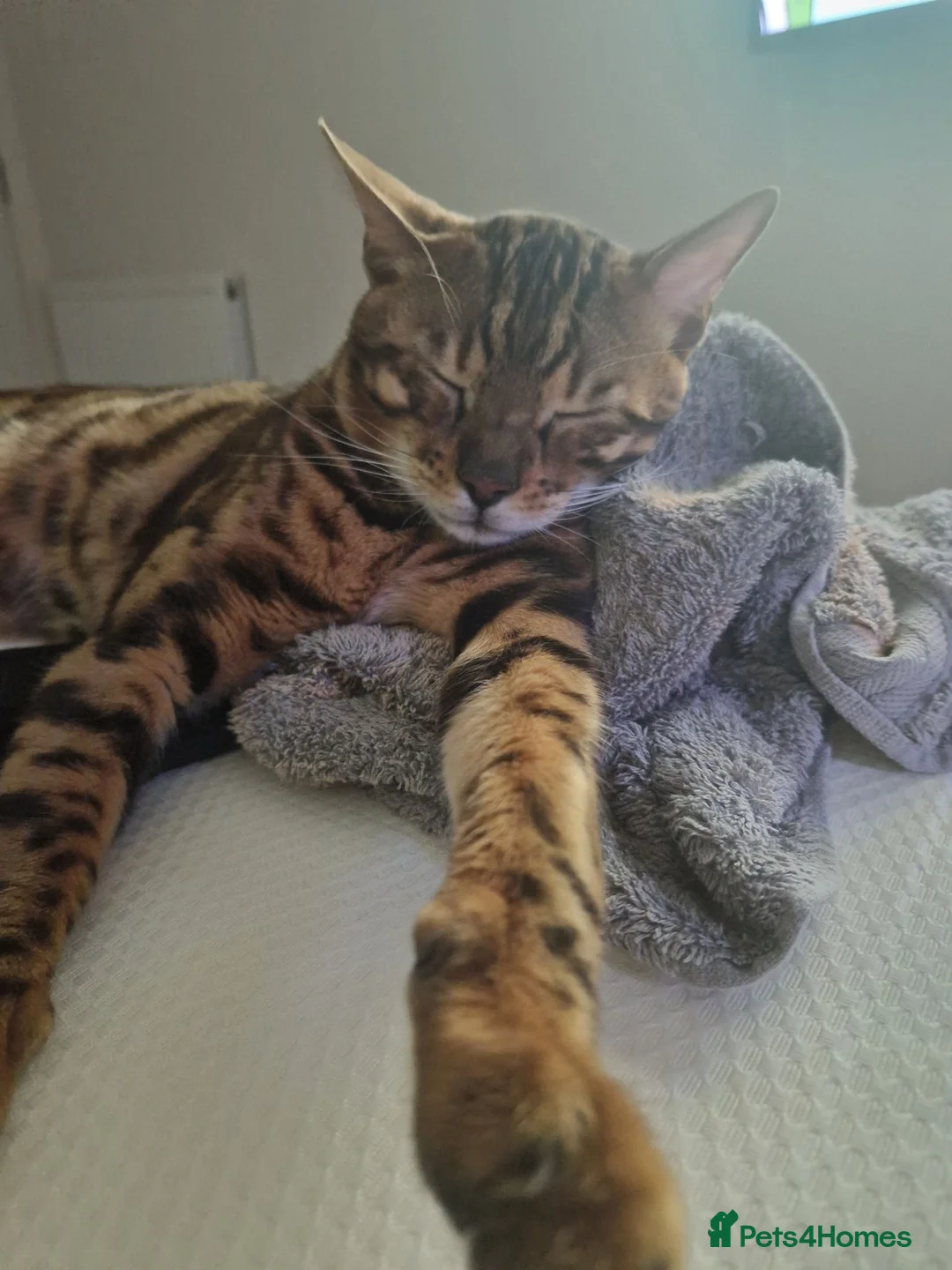 Bengal cats for sale: Bengal boy for sale in West Drayton - Advert 5