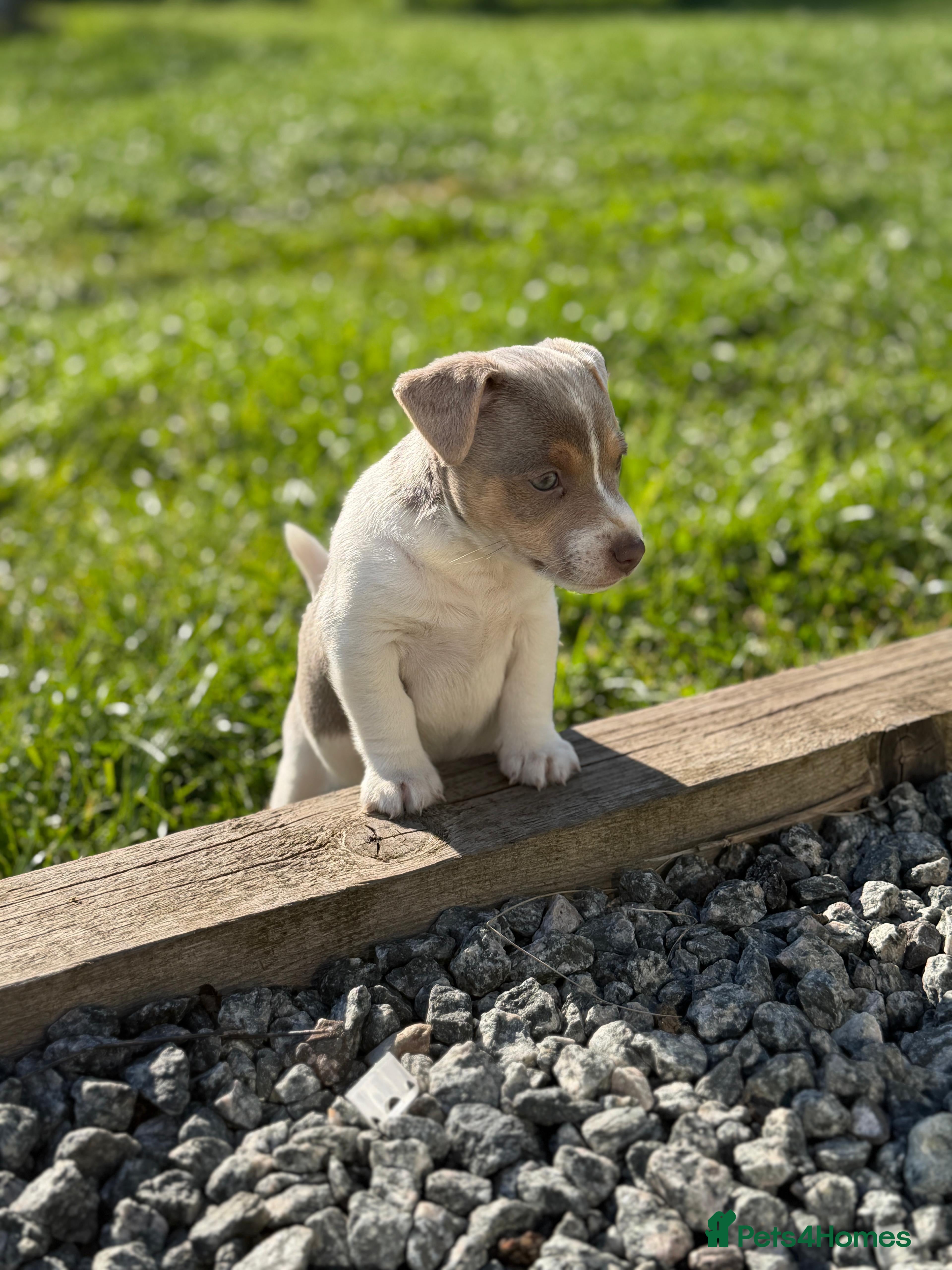 Jack Russell dogs Mini Jack Russel Terriers - Advert 2