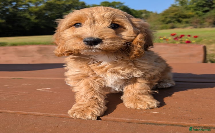 Cockapoo dogs - Advert 2