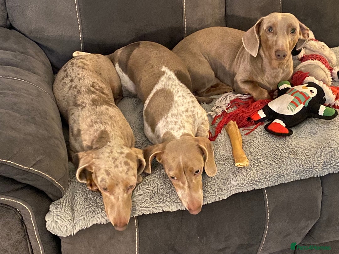 Miniature Dachshund dogs for stud: **Frankie the most handsome mini dachshund** in Walsall - Image 6