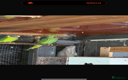 Parrots birds for sale: Ringneck Parrots & Amazon Green - Image 7