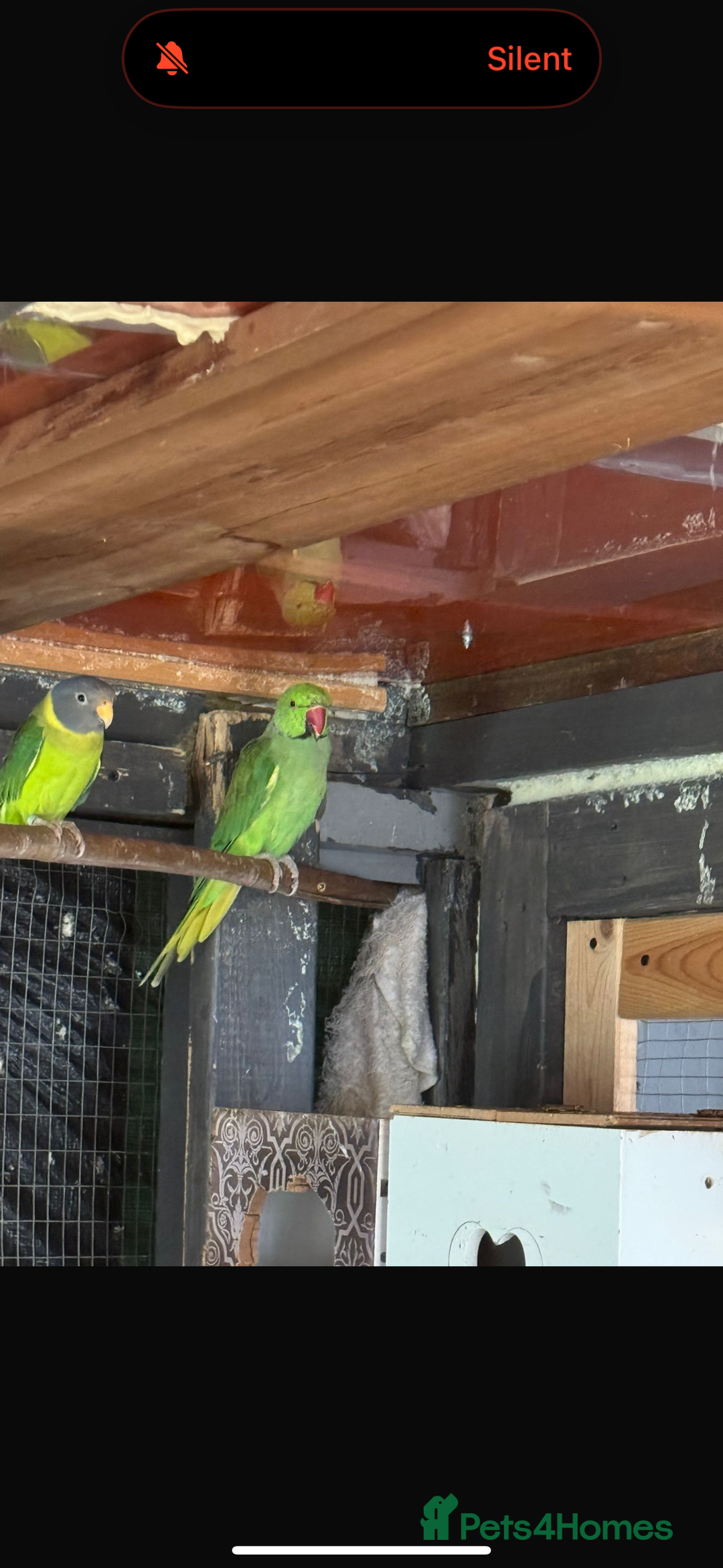 Parrots birds for sale: Ringneck Parrots & Amazon Green - Image 7