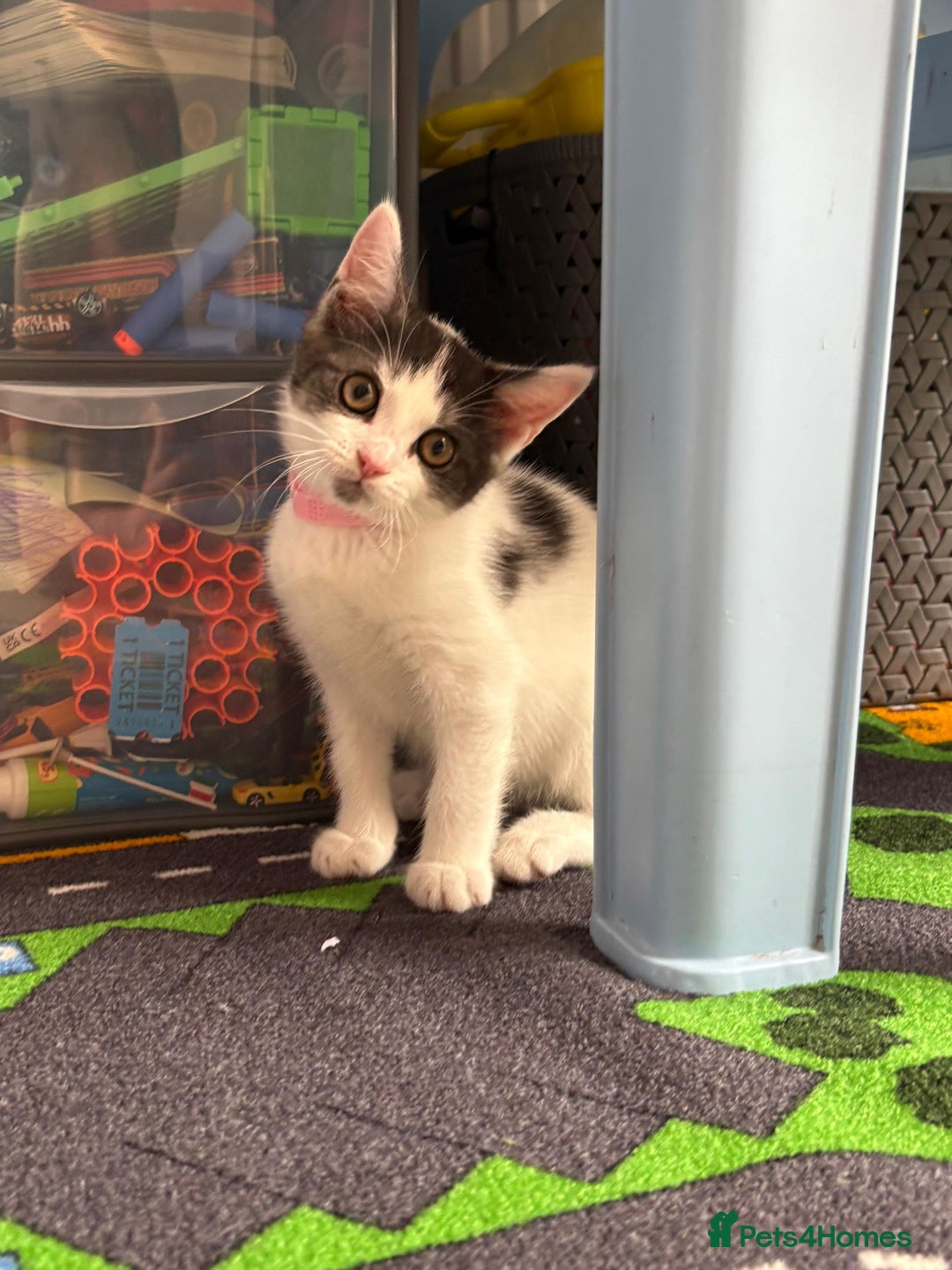 Mixed Breed cats for sale: Last Female Kitten - Trained! READY TO GO😻 - Image 1