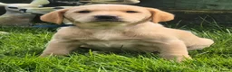 Labrador Retriever dogs for sale: Beautiful and handsome lab puppies - Advert 6