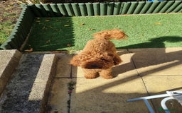Miniature Poodle dogs for stud: Marley - KC Reg Red Miniature Poodle ready to stud - Image 6
