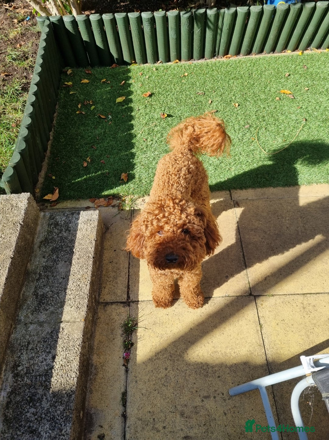 Miniature Poodle dogs for stud: Marley - KC Reg Red Miniature Poodle ready to stud - Image 6