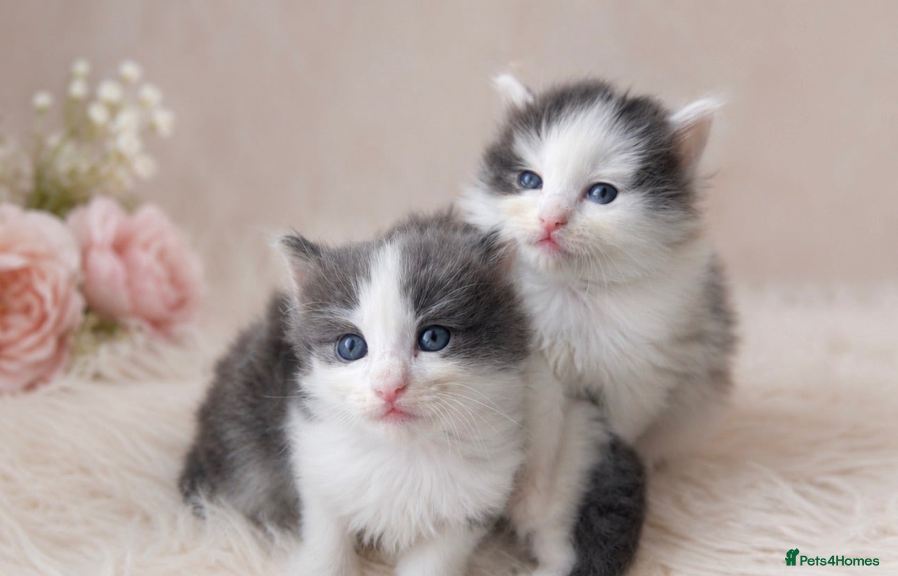 Ragdoll cats Adorable Ragdoll Cross Kittens – Fluffy - Advert 2