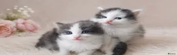 Ragdoll cats for sale: Adorable Ragdoll Cross Kittens – Fluffy - Advert 2