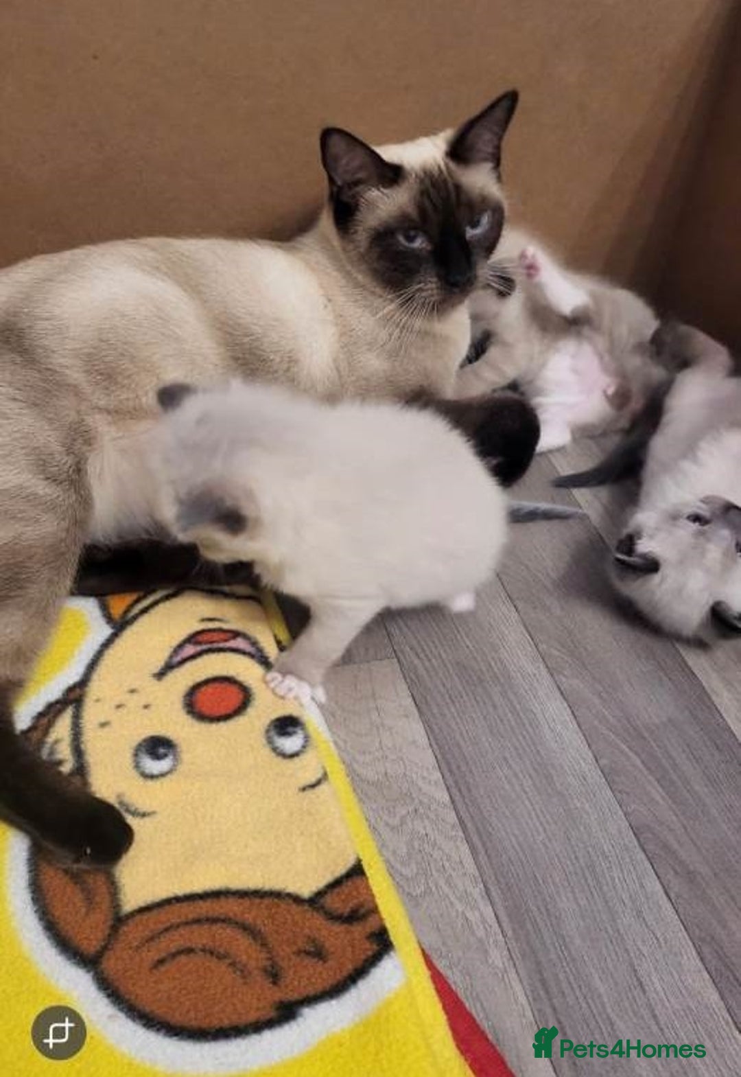 Ragdoll cats for sale: Impressive Beautiful Ragdoll Kittens Available - Advert 9